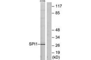 Western blot analysis of extracts from COS7 cells, using SPI1 Antibody. (SPI1 anticorps  (AA 181-230))