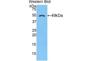 Western blot analysis of the recombinant protein. (AMBP anticorps  (AA 18-202))