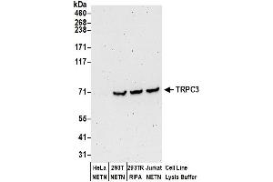 Western Blotting (WB) image for anti-Transient Receptor Potential Cation Channel, Subfamily C, Member 3 (TRPC3) (AA 275-325) antibody (ABIN7450847)