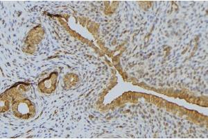 ABIN6276635 at 1/100 staining Human uterus tissue by IHC-P. (Syndecan 1 anticorps  (C-Term))