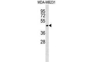 ASGR1 Antibody (N-term) western blot analysis in MDA-MB231 cell line lysates (35µg/lane).