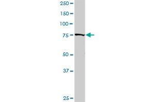 GOLGA1 MaxPab rabbit polyclonal antibody. (GOLGA1 anticorps  (AA 1-767))