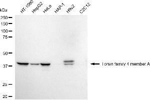 anti-Torsin Family 4, Member A (TOR4A) antibody