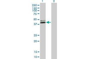 Western Blot analysis of NUDT9 expression in transfected 293T cell line by NUDT9 MaxPab polyclonal antibody. (NUDT9 anticorps  (AA 1-350))