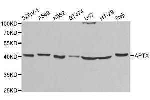 Western blot analysis of extracts of various cell lines, using APTX antibody. (Aprataxin anticorps  (AA 93-342))
