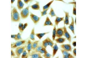 ICC testing of HeLa cells (Annexin V anticorps  (AA 88-102))