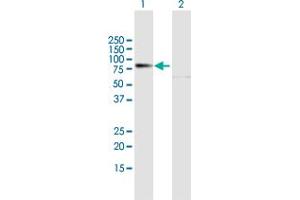 Western Blot analysis of PREP expression in transfected 293T cell line by PREP MaxPab polyclonal antibody. (PREP anticorps  (AA 1-710))