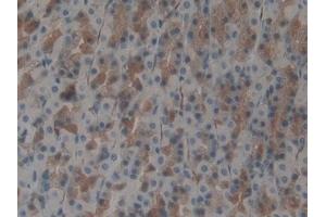 DAB staining on IHC-P; Samples: Rat Stomach Tissue (UBA7 anticorps  (AA 249-517))