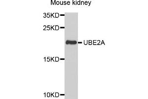 Western blot analysis of extracts of mouse kidney, using UBE2A antibody. (UBE2A anticorps)