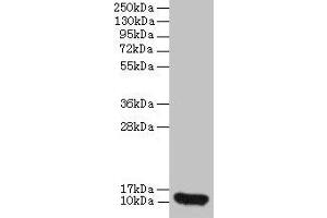 Western blot All lanes: CXCL8 antibody at 2 μg/mL + 293T whole cell lysate Secondary Goat polyclonal to rabbit IgG at 1/10000 dilution Predicted band size: 12 kDa Observed band size: 12 kDa (IL-8 anticorps  (AA 23-99))
