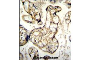 EDN1 Antibody immunohistochemistry analysis in formalin fixed and paraffin embedded human placenta tissue followed by peroxidase conjugation of the secondary antibody and DAB staining.