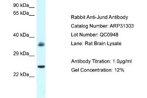 WB Suggested Anti-Jund Antibody   Titration: 1. (JunD anticorps  (N-Term))