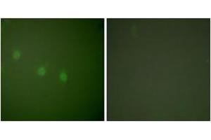 Immunofluorescence analysis of COS7 cells, using OCT2 Antibody. (Oct-2 anticorps  (AA 1-50))