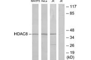 Western blot analysis of extracts from NIH-3T3/HeLa/Jurkat cells, , using HDAC8 (Ab-39) Antibody. (HDAC8 anticorps  (AA 5-54))