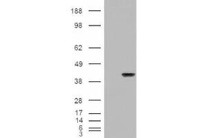 Western Blotting (WB) image for anti-Aryl Hydrocarbon Receptor Interacting Protein (AIP) (C-Term) antibody (ABIN2465373) (AIP anticorps  (C-Term))