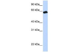 GHR antibody used at 1 ug/ml to detect target protein. (Growth Hormone Receptor anticorps  (N-Term))