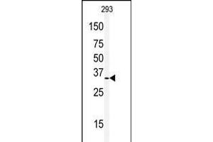 Western blot analysis of anti-PHB2 Antibody in 293 cell line lysates (35ug/lane)