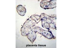 TRIP13 Antibody (C-term) immunohistochemistry analysis in formalin fixed and paraffin embedded human placenta tissue followed by peroxidase conjugation of the secondary antibody and DAB staining.