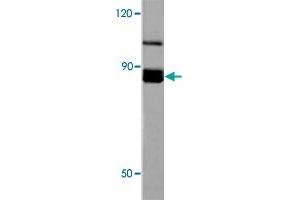 Western blot analysis of EEF2K polyclonal antibody  in extracts from HeLa cells at 1:500 dilution. (EEF2K anticorps)