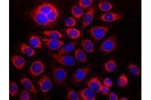 Immunofluorescence (IF) image for anti-Cytochrome C, Somatic (CYCS) antibody (ABIN2666072) (Cytochrome C anticorps)