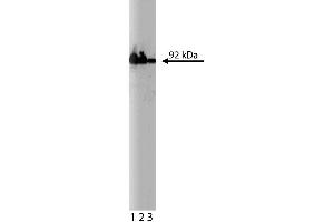 Western blot analysis of beta-Catenin on HeLa cell lysate. (beta Catenin anticorps  (AA 571-781))