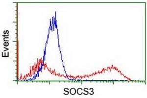 HEK293T cells transfected with either RC209305 overexpress plasmid (Red) or empty vector control plasmid (Blue) were immunostained by anti-SOCS3 antibody (ABIN2454662), and then analyzed by flow cytometry. (SOCS3 anticorps)