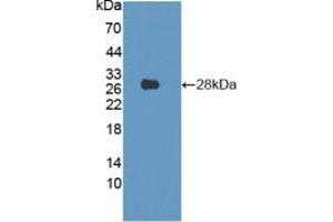 Figure. (Lamin B1 anticorps  (AA 52-233))