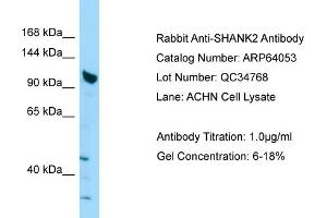 Western Blotting (WB) image for anti-SH3 and Multiple Ankyrin Repeat Domains 2 (SHANK2) (C-Term) antibody (ABIN2789713) (SHANK2 anticorps  (C-Term))