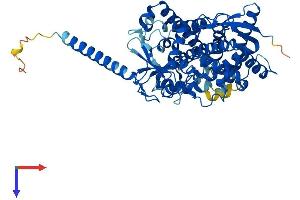 AlphaFold protein structure predicition of Human Recombinant CYP4F12 Protein, UniprotID Q9HCS2