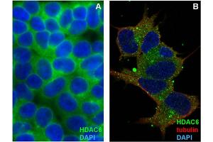 Immunocytochemistry staining of HDAC6 in formaldehyde-fixed and Triton-permeabilized HEK-293T cells (A) and SH-SY5Y cells (B) by mouse monoclonal antibody 236, followed by anti-mouse Alexa Fluor 488 (green), DNA indicated by DAPI (blue).