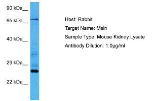 Host:  Mouse  Target Name:  MSLN  Sample Tissue:  Mouse Kidney  Antibody Dilution:  1ug/ml