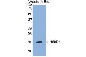 Western Blotting (WB) image for anti-Interleukin 8 (IL8) (AA 23-101) antibody (ABIN3201276) (IL-8 anticorps  (AA 23-101))