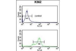 SNRPC Antibody (C-term) (ABIN389354 and ABIN2839460) flow cytometry analysis of K562 cells (bottom histogram) compared to a negative control cell (top histogram). (SNRPC anticorps  (C-Term))