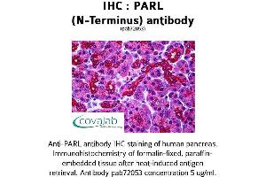 Image no. 1 for anti-Presenilin Associated, Rhomboid-Like (PARL) (N-Term) antibody (ABIN1737869) (PARL anticorps  (N-Term))