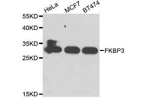 Western blot analysis of extracts of various cell lines, using FKBP3 antibody. (FKBP3 anticorps  (AA 1-224))