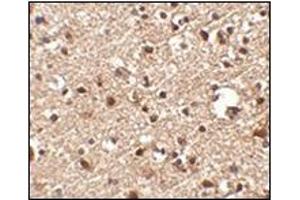 Immunohistochemistry of JPH4 in human brain tissue with this product at 2. (Junctophilin 4 anticorps  (C-Term))