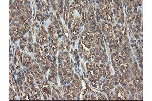 Image no. 3 for anti-PHD Finger Protein 7 (PHF7) (AA 155-381) antibody (ABIN1490975)