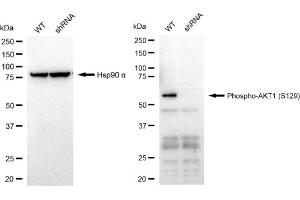 Western blotting analysis using Phospho-AKT1 (S129) antibody (ABIN7800785).