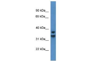 WB Suggested Anti-NFKBID Antibody Titration: 0.