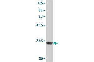 Western Blot detection against Immunogen (33.