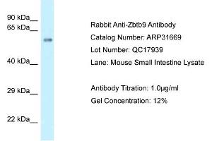 WB Suggested Anti-Zbtb9 Antibody   Titration: 1. (ZBTB9 anticorps  (C-Term))