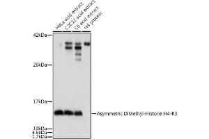 Western blot analysis of extracts of various cell lines, using Asymmetric DiMethyl-Histone H4-R3 antibody (ABIN3016059, ABIN3016060, ABIN3016061, ABIN1680261 and ABIN6219537) at dilution. (Histone H4 anticorps  (2meArg3))