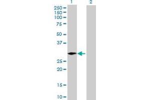 Western Blot analysis of ARGLU1 expression in transfected 293T cell line by ARGLU1 MaxPab polyclonal antibody. (ARGLU1 anticorps  (AA 1-273))