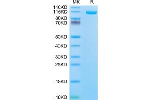 Biotinylated Human ENPP-1 on Tris-Bis PAGE under reduced condition.