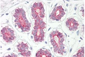 Image no. 2 for anti-Cytochrome P450, Family 2, Subfamily B, Polypeptide 6 (CYP2B6) (AA 215-264) antibody (ABIN6749723)