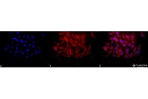 Immunocytochemistry/Immunofluorescence analysis using Rabbit Anti-Hsp27 Polyclonal Antibody . (HSP27 anticorps  (Biotin))