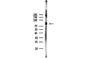 Western blot analysis of lysates from COLO205 cells, using Phospho-HSF1 (Ser326) Antibody at 1/1000 dilution.