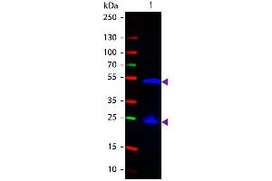 Western Blot of Fluorescein conjugated Goat anti-Rat IgG secondary antibody. (Chèvre anti-Rat IgG (Heavy & Light Chain) Anticorps (FITC) - Preadsorbed)