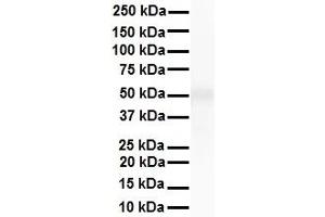 WB Suggested Anti-TRIM10 antibody Titration: 1 ug/mL Sample Type: Human liver (TRIM10 anticorps  (N-Term))