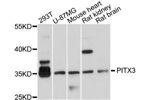 Western blot analysis of extracts of various cells, using PITX3 antibody. (PITX3 anticorps)